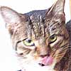 ludwig